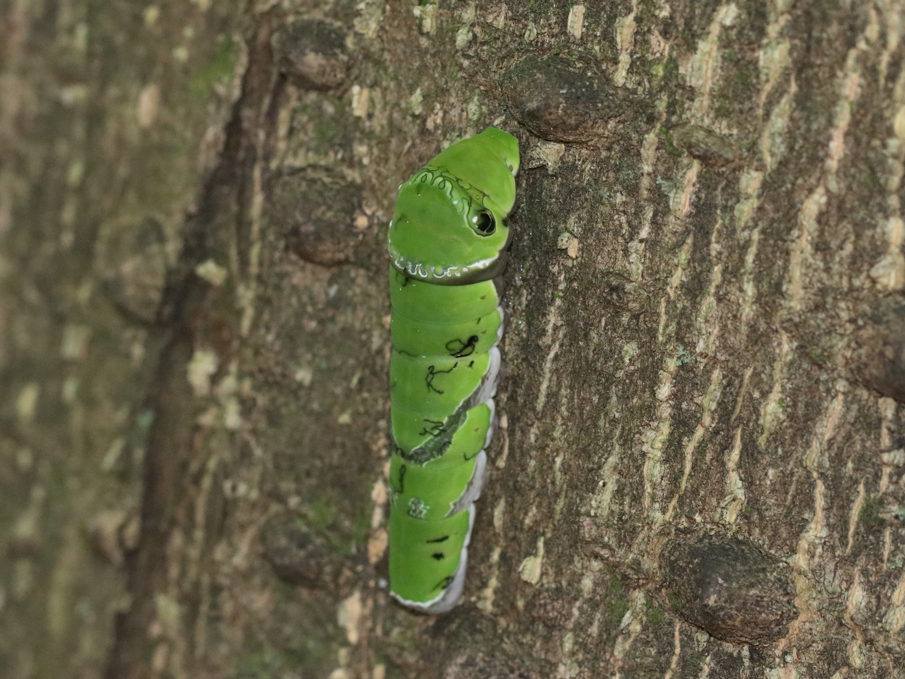 モンキアゲハ幼虫